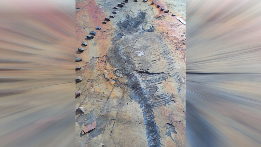 Logran recuperar al primer ictiosaurio completo desde un glaciar en la Patagonia chilena  