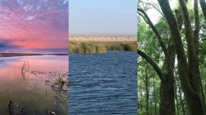 Santuarios de la Naturaleza y humedales: Conoce las nuevas áreas protegidas del país