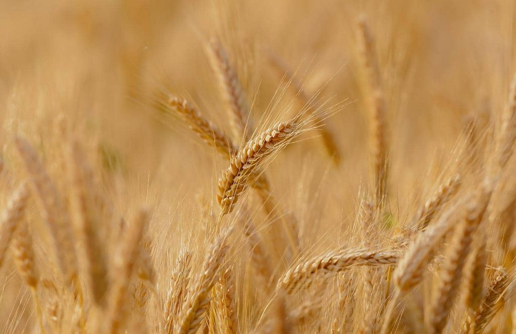 La ONU advierte sobre crisis en las reservas de trigo almacenadas en el mundo