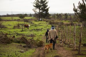 Gobierno inicia restitución de tierras: Regresa 172 hectáreas a comunidad mapuche