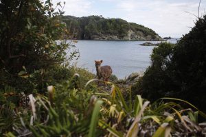 Diversas ONGs de Chiloé llaman a unir fuerzas para la protección del pudú