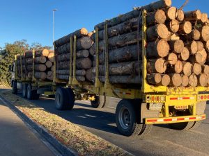 Decretan privación de libertad total a 40 imputados por hurto de madera en el sur