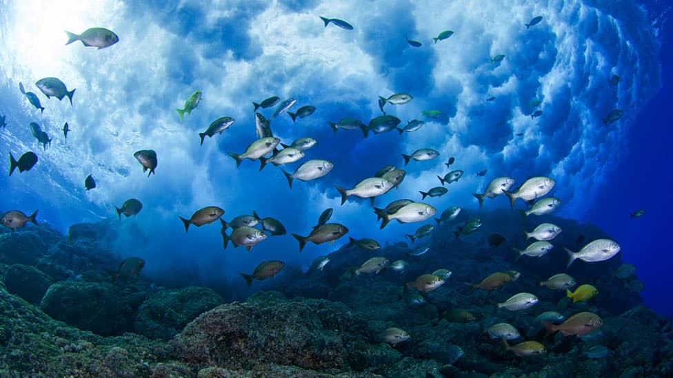Día Mundial de los Océanos: Campaña promueve el veganismo para salvar a los peces y el medioambiente