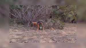 Conaf llama a no llevar mascotas a áreas silvestres protegidas tras detectar a zorro con sarna