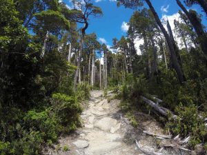 Lanzan proyecto para restaurar el Parque Nacional Alerce Costero
