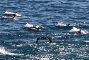 VIDEO| Danza de delfines sorprendió a visitantes de la bahía de Valparaíso