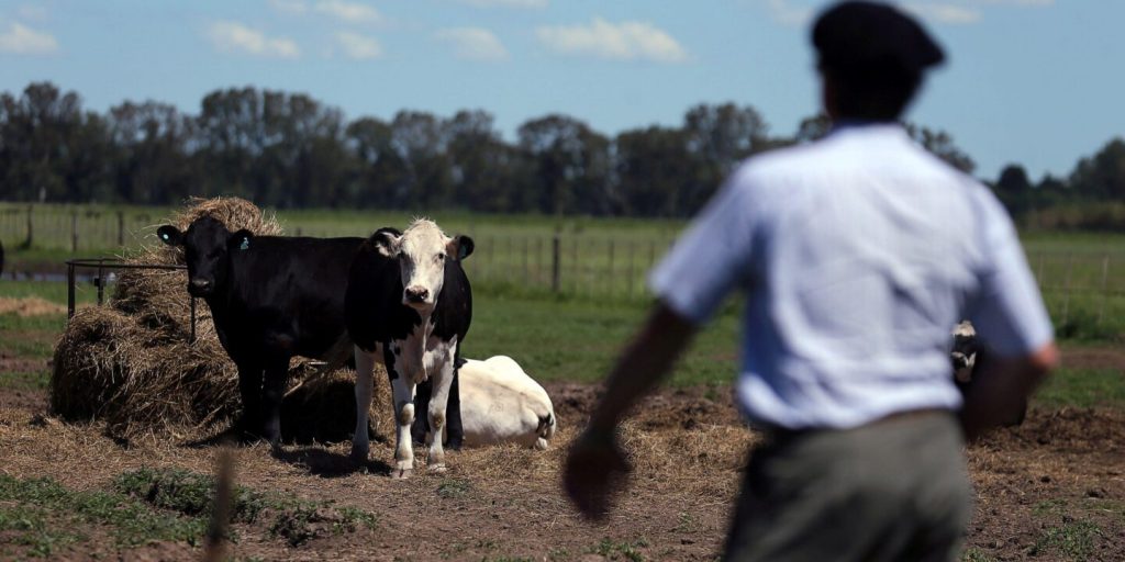 ¿Puede América del Sur reducir sus emisiones de metano en ganadería?