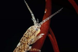 Hallazgo chileno-europeo: Pequeño crustáceo poliniza las algas, como las abejas en tierra