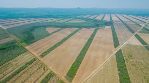 VIDEO | ¿Por qué los monocultivos pueden transformar la tierra en “desiertos verdes”?