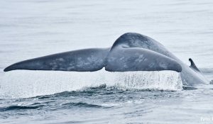 Se crea el Parque Marino Tic Toc-Golfo Corcovado para proteger a las ballenas azules
