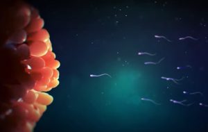 El sexo de los embriones no afecta al éxito en la reproducción asistida