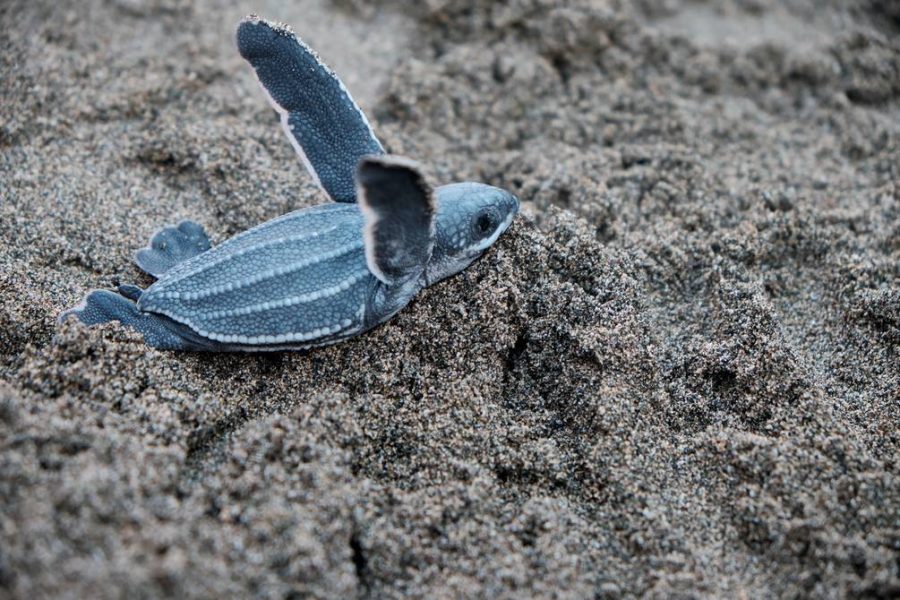 Florida: El 99% de las tortugas marinas nacen hembras debido al cambio climático