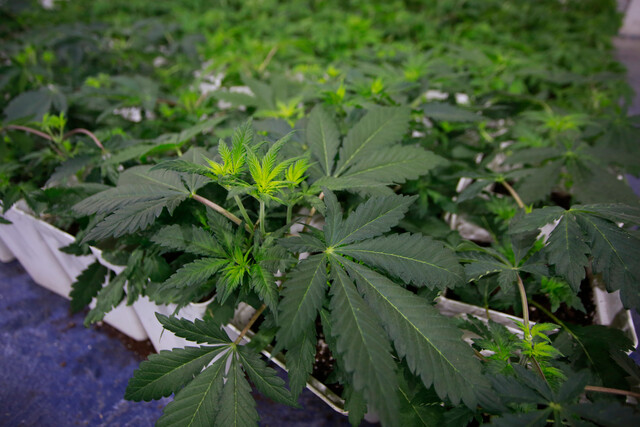 Cannabis: Avanzan indicaciones que descriminalizan el cultivo y porte para uso personal