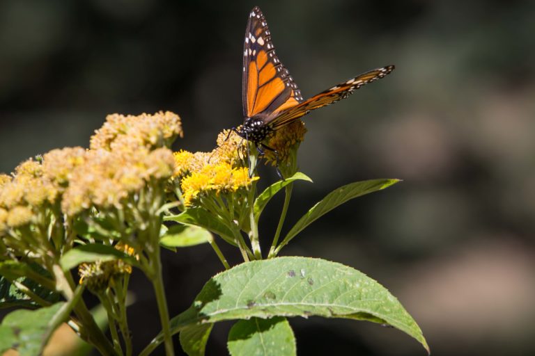 Mariposa monarca en peligro de extensión sigue perdiendo presencia: Cae 59,3% en 2023