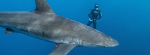 Estudio científico: Áreas marinas protegidas por sí solas no bastan para salvar a los tiburones