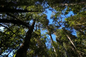 Alvaro Promis: "La mantención de bosques en buena calidad es nuestro desafío"