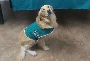 Carabineros denuncia la agresión a un perro detector de drogas: Terminó con lesiones