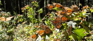 Mariposa monarca, la pequeña migratoria que ya resiente los efectos del cambio climático