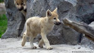 Anuncian primera clonación de un ejemplar de lobo salvaje ártico en China