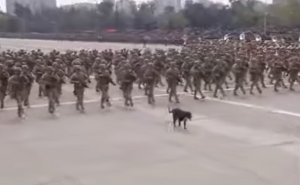 VIDEO| Despistado perrito callejero se coló en medio de una tropa durante la Parada Militar