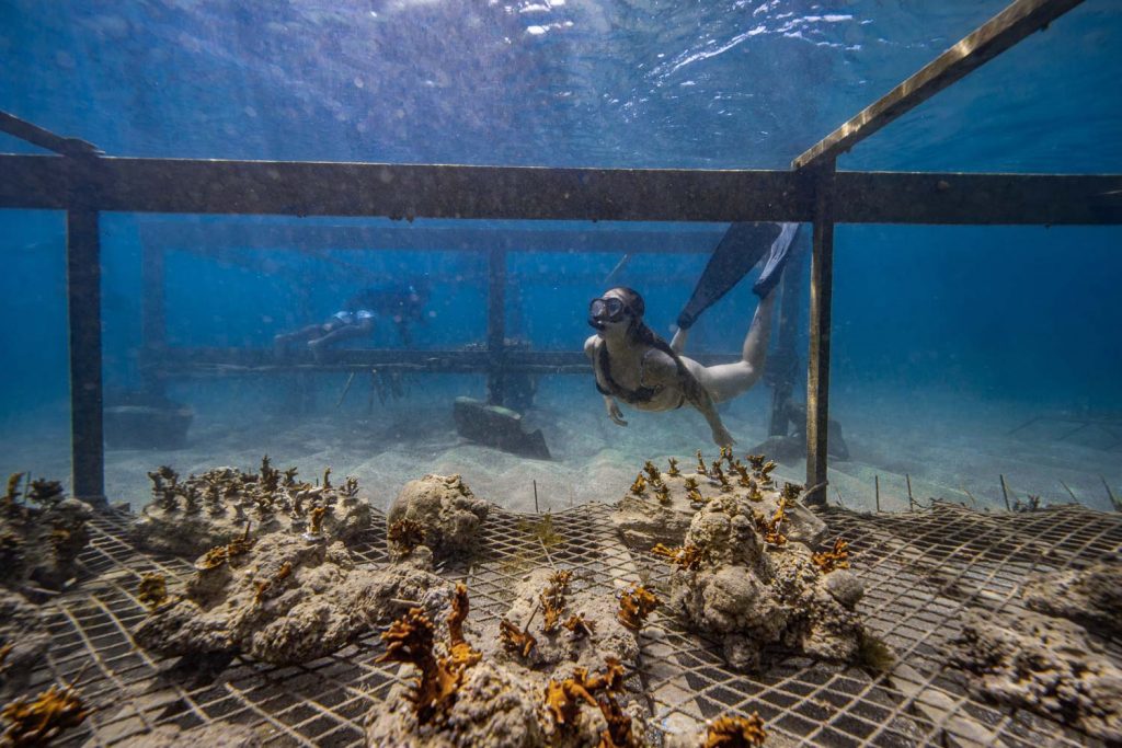 Guarderías de corales despegan en Brasil para proteger a especies y ecosistemas en peligro
