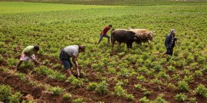 Crisis de fertilizantes: Los problemas en Perú para satisfacer su demanda