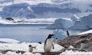 Chile reclama la creación de área de protección en la Antártida