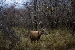 El refugio natural del sur de Chile que lucha contra la extinción del huemul