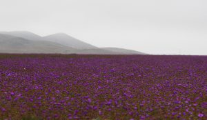 Milagro del norte de Chile: “Cómo floreció un desierto en el lugar más seco de la Tierra”