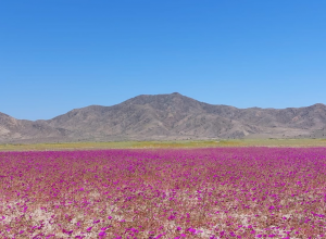 El desierto más árido del mundo florece con bellas imágenes en la Región de Atacama