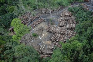 El 42% de los bosques vírgenes de la Amazonía no tiene protección y puede desaparecer