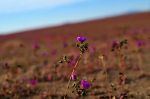 Desierto florido: casi imposible en 2023