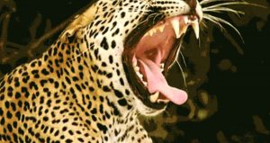 Chile, el jaguar de Latinoamérica, revive en nueva exposición virtual