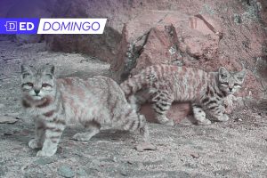 Se comienza a reconocer el hábitat del gato andino en la evaluación ambiental de proyectos