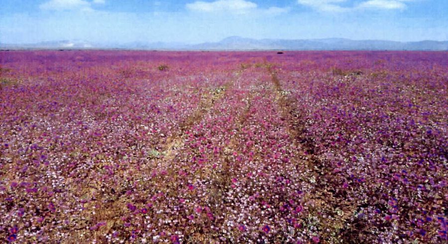 Las huellas de las avionetas en un campo de flores del Desierto Florido.