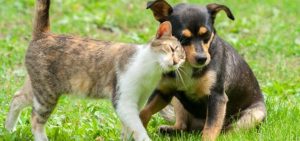 Tenencia responsable de mascotas: Gobierno aumenta presupuesto para esterilizaciones gratuitas