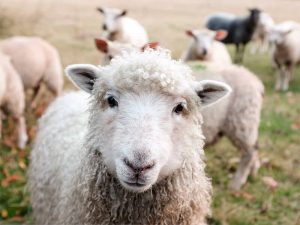 Nuevo ataque de perros ferales arrasa ganado ovino en Chonchi