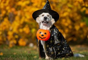 VIDEO| Experta recomienda no dar dulces a mascotas en fiesta de Halloween