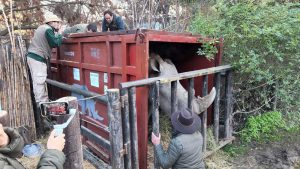 Buin Zoo realiza histórico envío de su primera cría de rinoceronte a zoológico colombiano