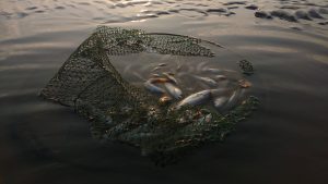 Anaerobismo: salmonicultura y la asfixia del mar del sur