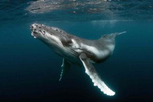Santuario de ballenas es nuevamente bloqueado en negociaciones internacionales