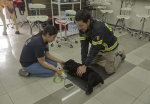 Rescate animal: Bomberos de Concepción se capacitan para salvar mascotas