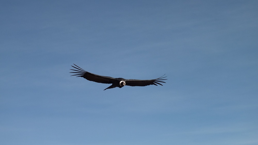 Condor-referencial-Wladimir-Rupcich-Pixabay