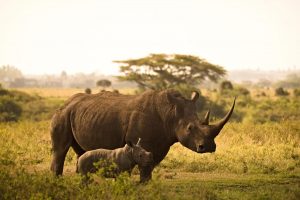 Los cuernos de los rinocerontes se han encogido a causa de la caza furtiva