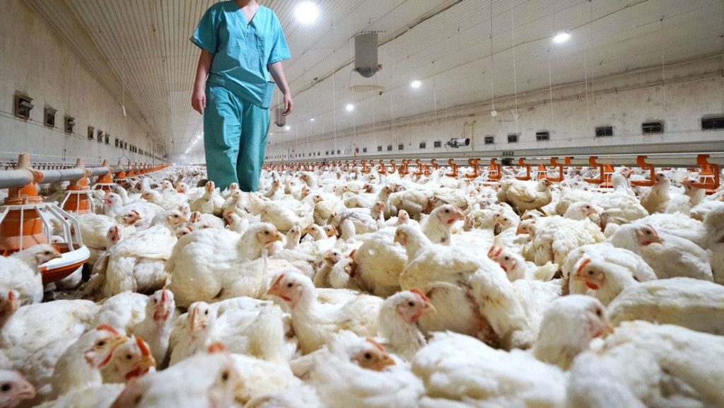 Ecuador declara Emergencia Zoosanitaria tras fuerte brote de influenza aviar