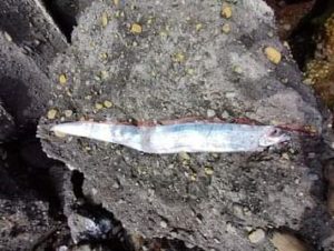 VIDEO| Viralizan registro de supuesto pez remo en zona central de Chile: ¿Qué dice la leyenda japonesa sobre esto?