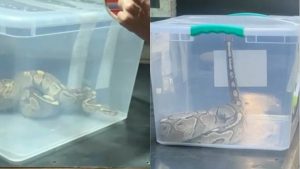 VIDEO| Encuentran enorme serpiente en un departamento en Macul