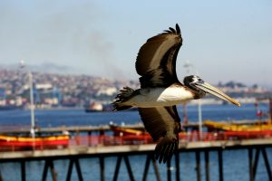 Influenza aviar en Chile: ¿Cuáles son sus síntomas y qué recomendaciones se deben seguir?