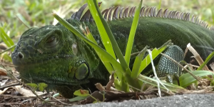VIDEO| "Lluvia de iguanas" tiene lugar en Estados Unidos debido al frío extremo