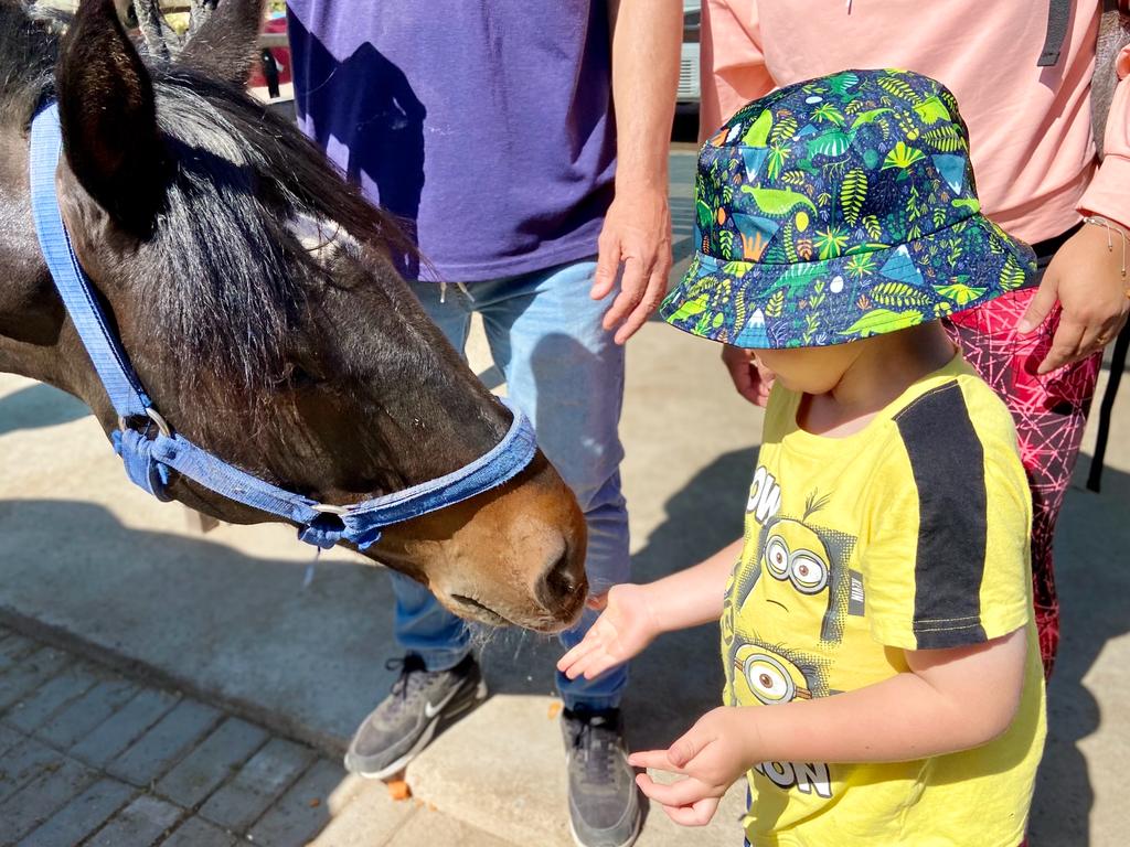 Municipalidad de Recoleta inicia terapias con caballos para niños y niñas TEA